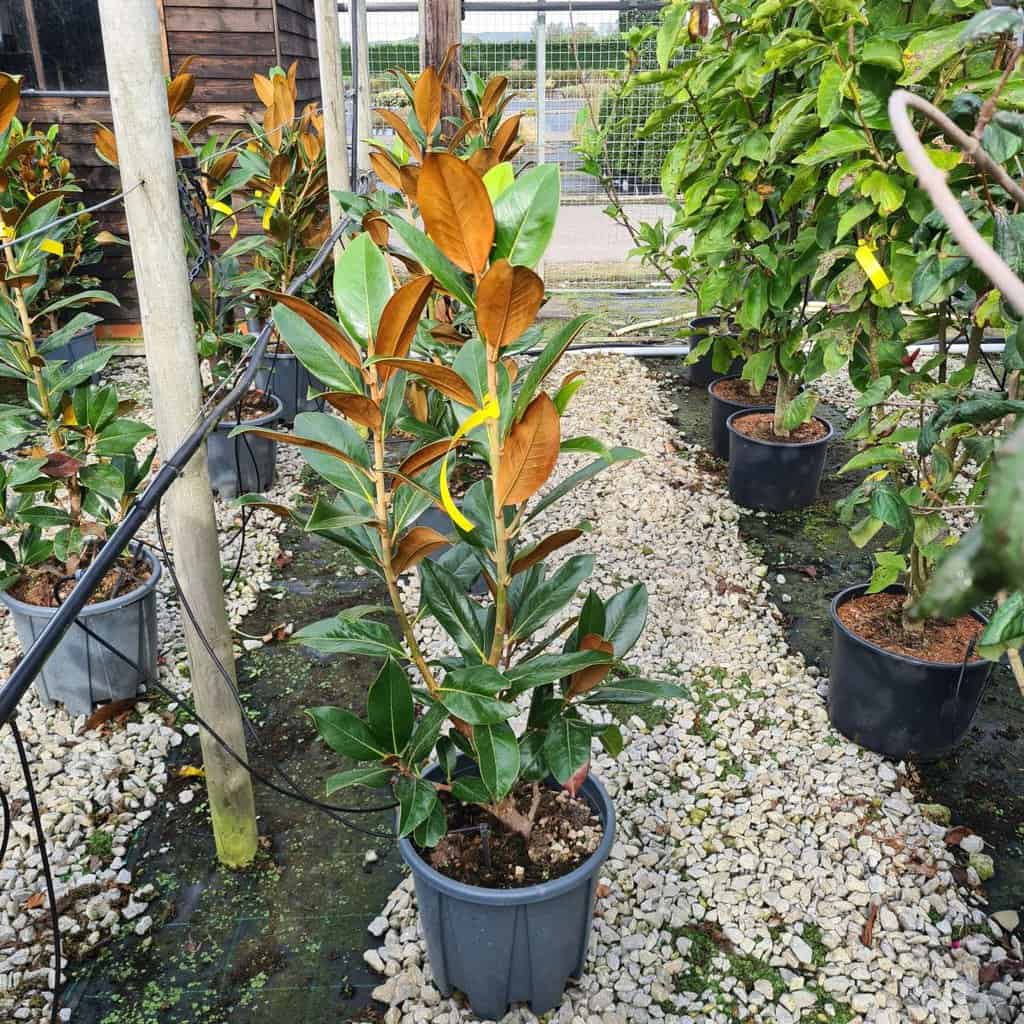 Magnolia grandiflora 'Galissonière' 16-18 EHS